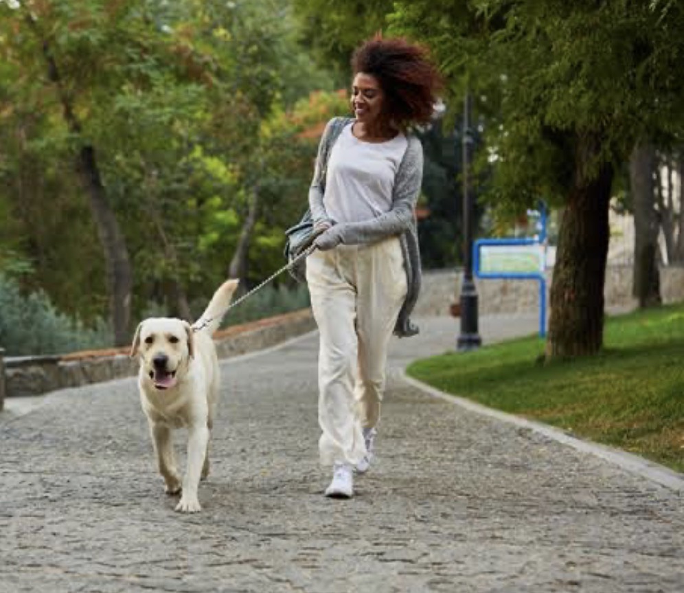 Happy dog on a local walk