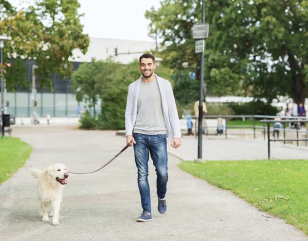 Dog walker in a green park
